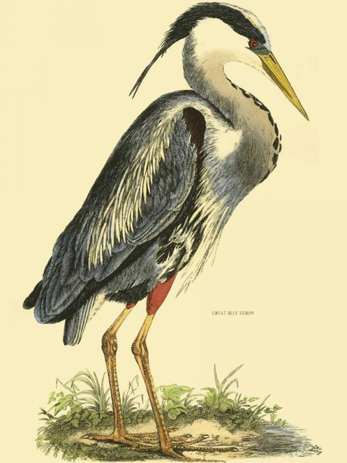 Small Great Blue Heron Poster Print - John Selby