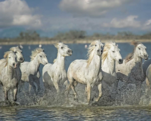 White Horses of the Camargue Poster Print - PHBurchett