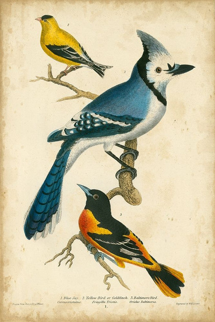 Wilsons Blue Jay Poster Print - Alexander Wilson