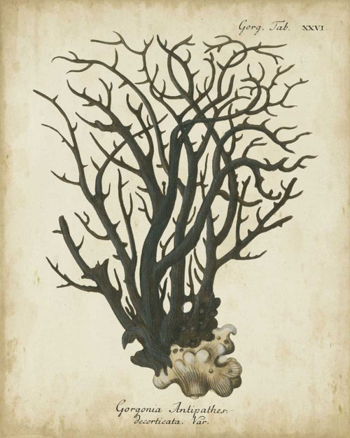 Esper Antique Coral I Poster Print - Johann Esper