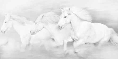 All the White Horses Poster Print - PHBurchett