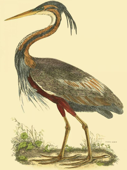 Small Purple Heron Poster Print - John Selby