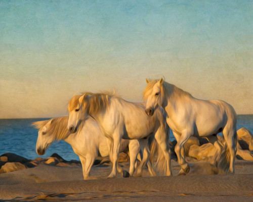 On the Beach Poster Print - PHBurchett