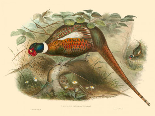 Gould Pheasants II Poster Print - John Gould