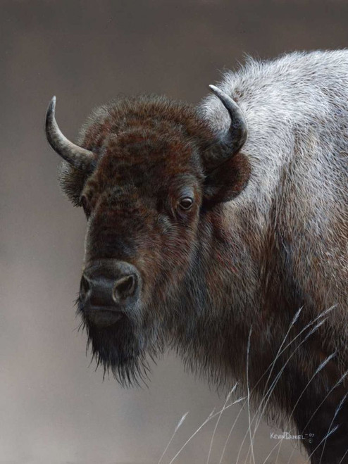 American Icon- Buffalo Poster Print - Kevin Daniel