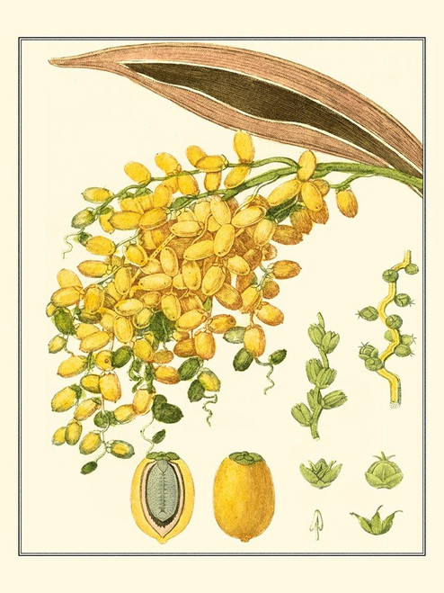 Turpin Tropicals VIII Poster Print - Turpin