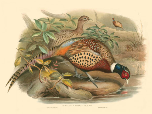 Gould Pheasants I Poster Print - John Gould