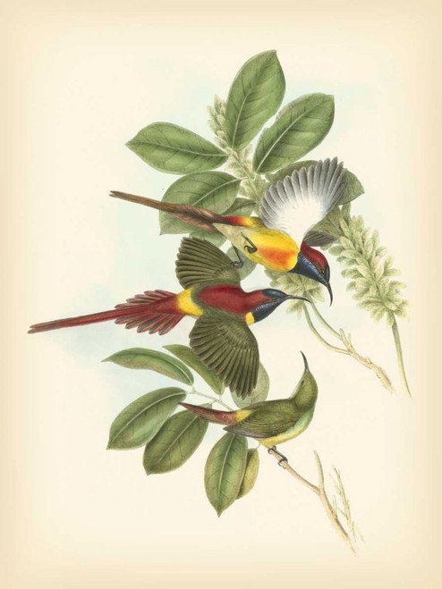 Gould Birds of the Tropics III Poster Print - John Gould
