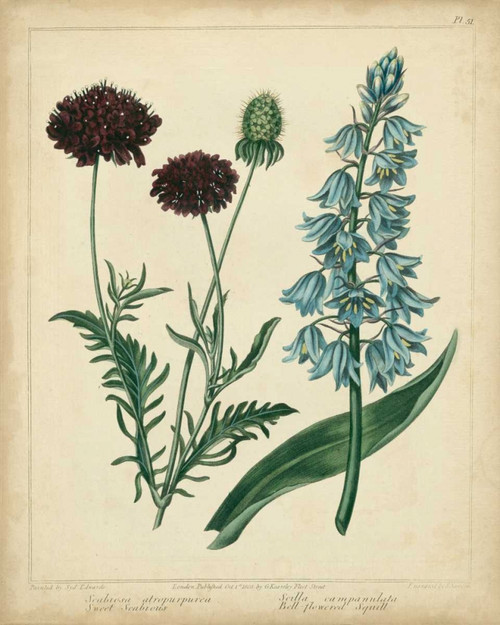 Cottage Florals VI Poster Print - Sydenham Edwards