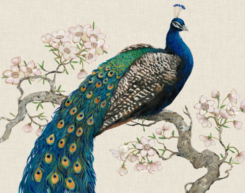 Peacock and Blossoms I Poster Print - Tim OToole