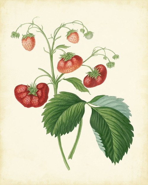 Plantation Strawberries II Poster Print - Unknown