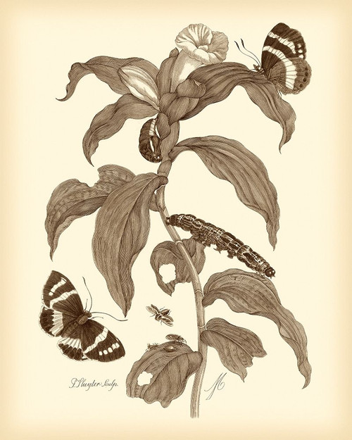 Nature Study in Sepia I Poster Print - Maria S. Merian