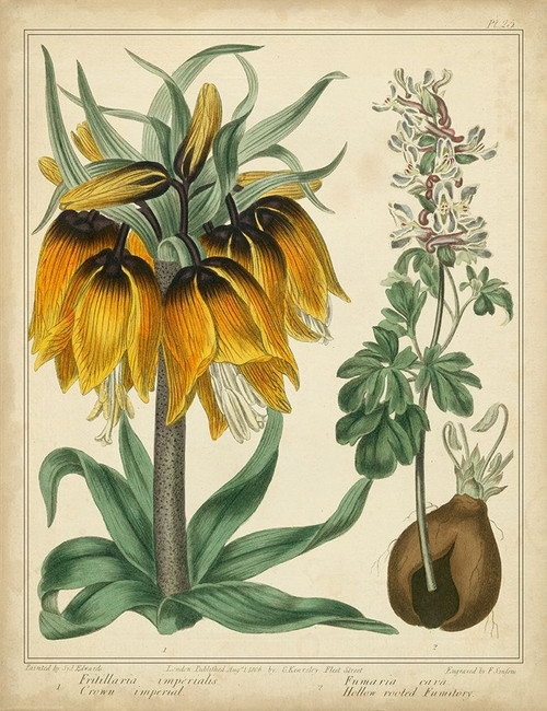 Golden Crown Imperial Poster Print - Sydenham Edwards