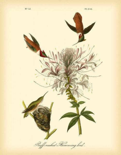 Ruff-neck Hummingbird Poster Print - John James Audubon