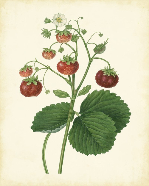 Plantation Strawberries I Poster Print - Unknown