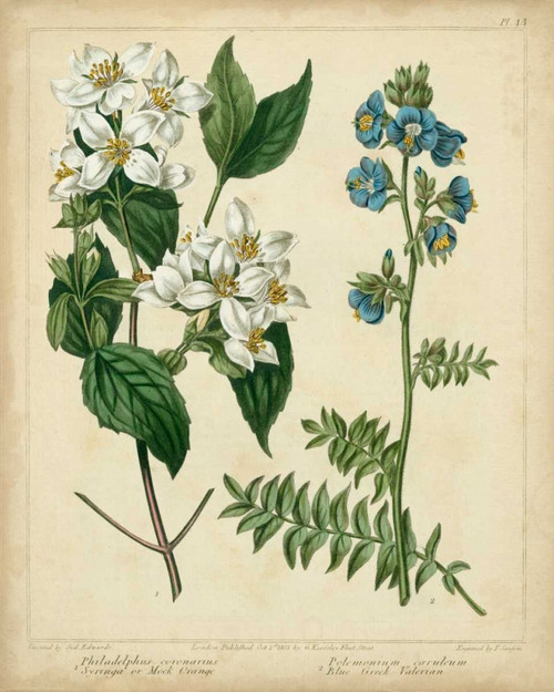 Cottage Florals I Poster Print - Sydenham Edwards
