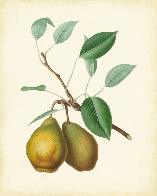 Plantation Pears II Poster Print - Unknown