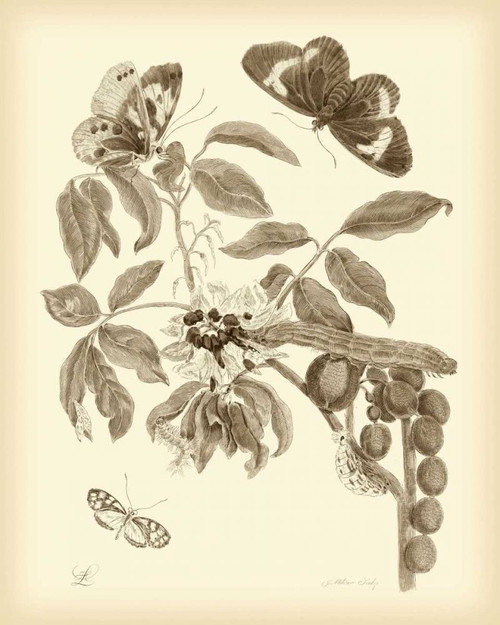 Nature Study in Sepia II Poster Print - Maria S. Merian