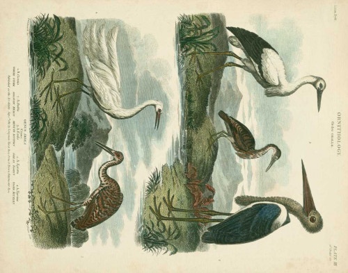 Heron and Crane Species I Poster Print - Sydenham Edwards