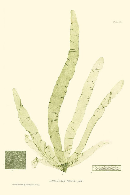Bradbury Seaweed II Poster Print - Henry Bradbury