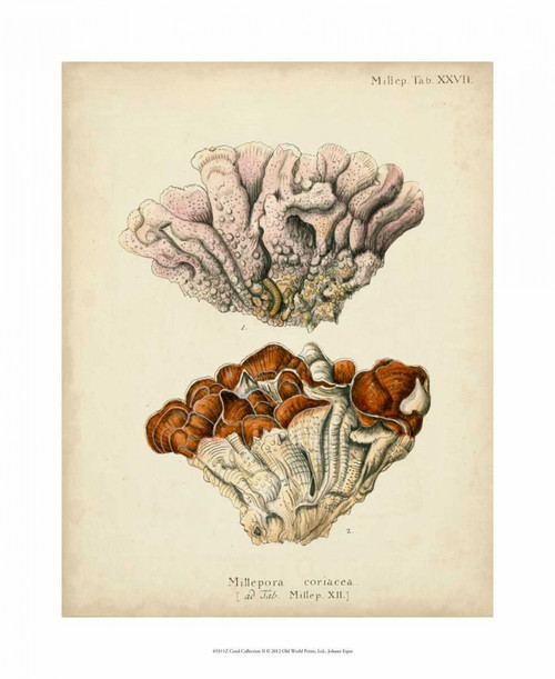 Coral Collection II Poster Print - Johann Esper