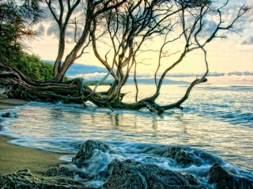 Reaching for the Sea II Poster Print - Danny Head