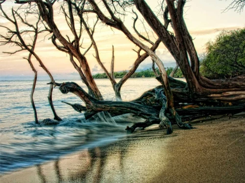 Reaching for the Sea I Poster Print - Danny Head