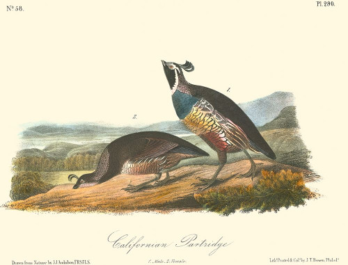 California Partridge Poster Print - John James Audubon