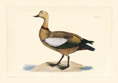 Selby Duck V Poster Print - John Selby