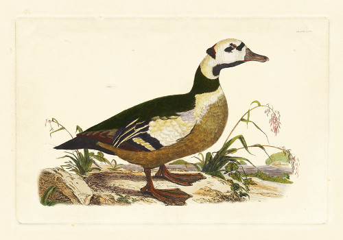 Selby Duck VI Poster Print - John Selby