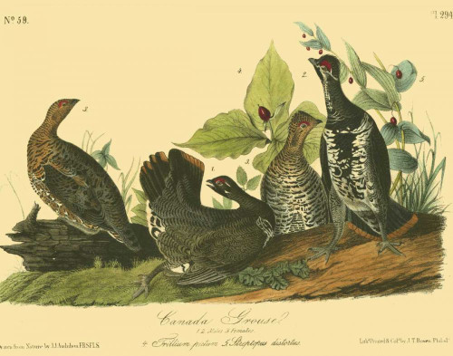 Canada Grouse Poster Print - John James Audubon