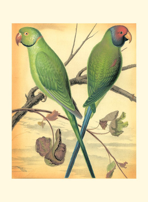 Cassells Parrots III Poster Print - Cassell
