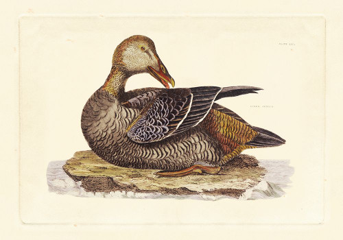 Selby Duck IV Poster Print - John Selby