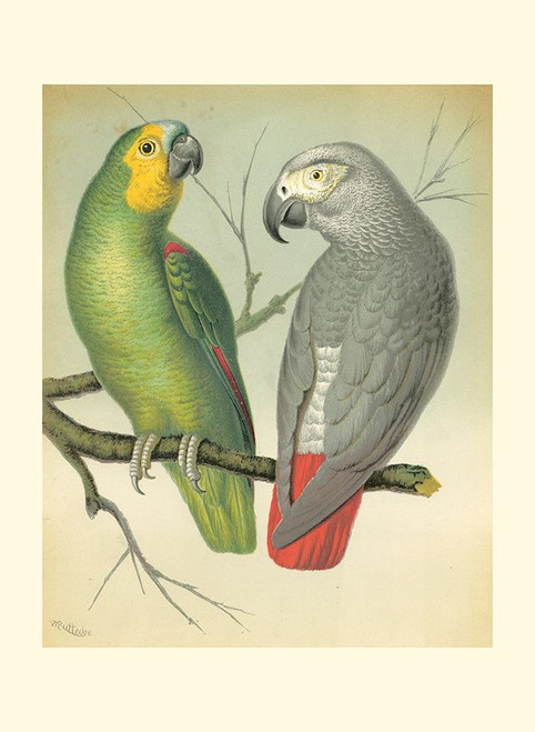Cassells Parrots II Poster Print - Cassell