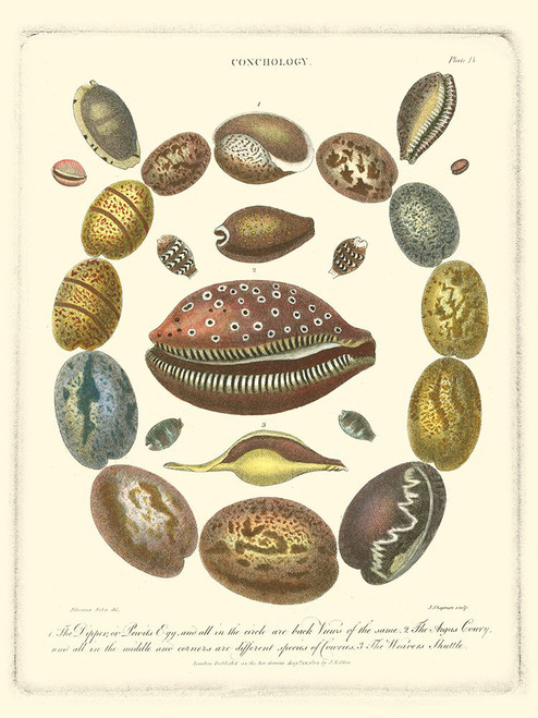 Conchology Collection III Poster Print - Albertus Seba