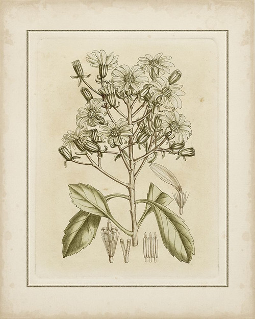 Tinted Botanical I Poster Print - Curtis