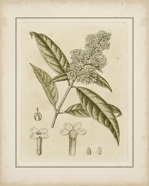 Tinted Botanical II Poster Print - Curtis