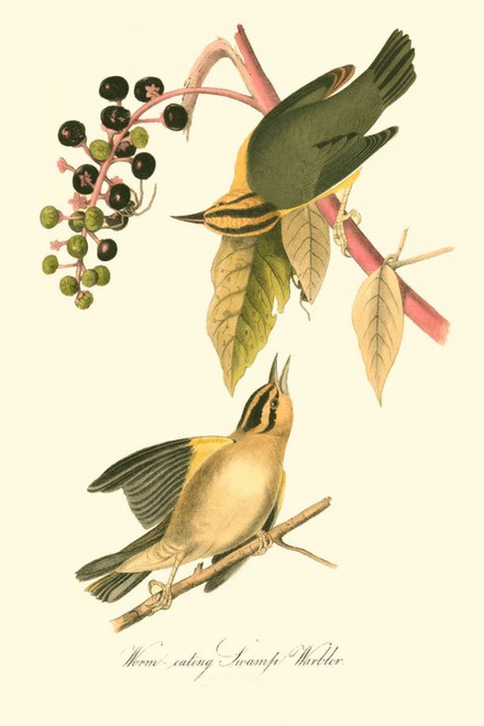 Audubons Warbler Poster Print - John James Audubon