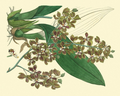 Antique Orchid Study III Poster Print - Sydenham Edwards