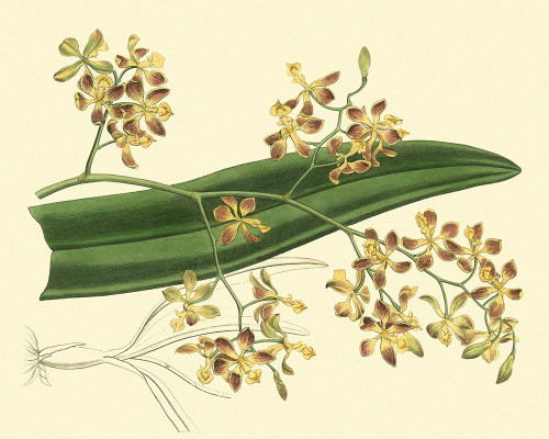Antique Orchid Study II Poster Print - Sydenham Edwards