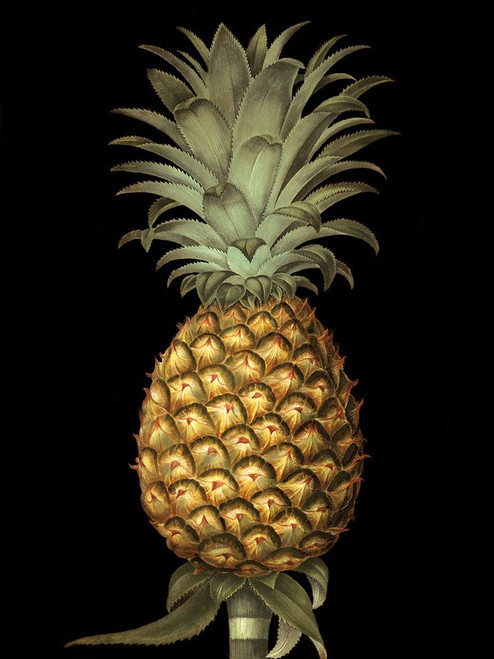 Brookshaw Exotic Pineapple I Poster Print - George Brookshaw