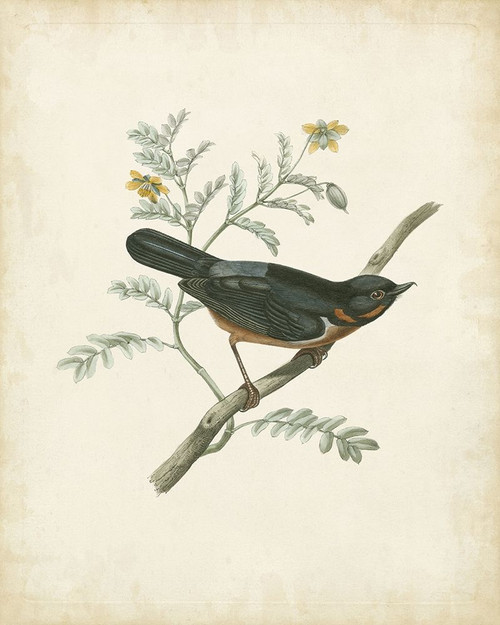 Delicate Birds III Poster Print - Unknown