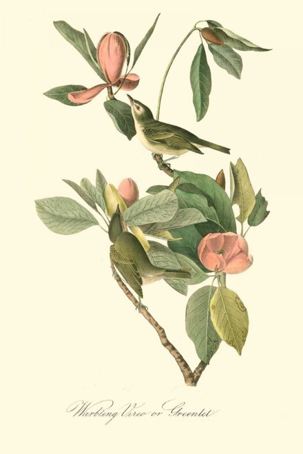 Audubons Vireo Poster Print - John James Audubon