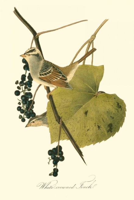 Audubons Finch Poster Print - John James Audubon