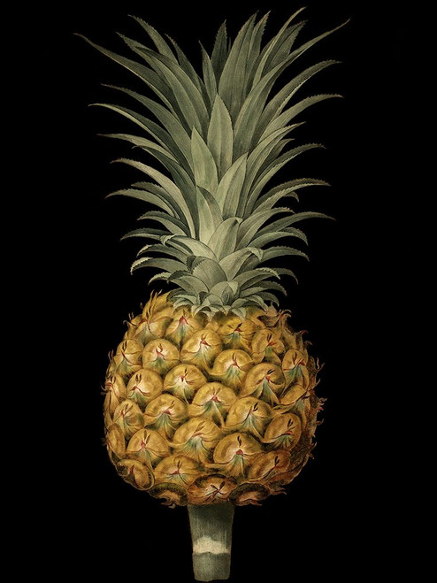 Brookshaw Exotic Pineapple II Poster Print - George Brookshaw