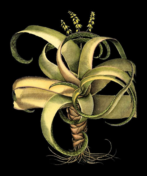 Dramatic Aloe I Poster Print - Basilius Besler