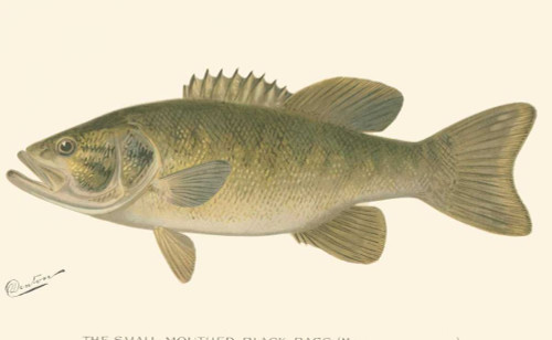 Small-mouthed Black Bass Poster Print - Denton