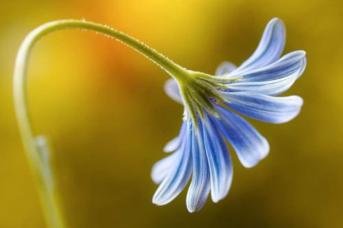 Cape Daisy Poster Print - Mandy Disher