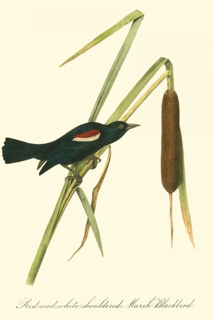 Audubons Blackbird Poster Print - John James Audubon