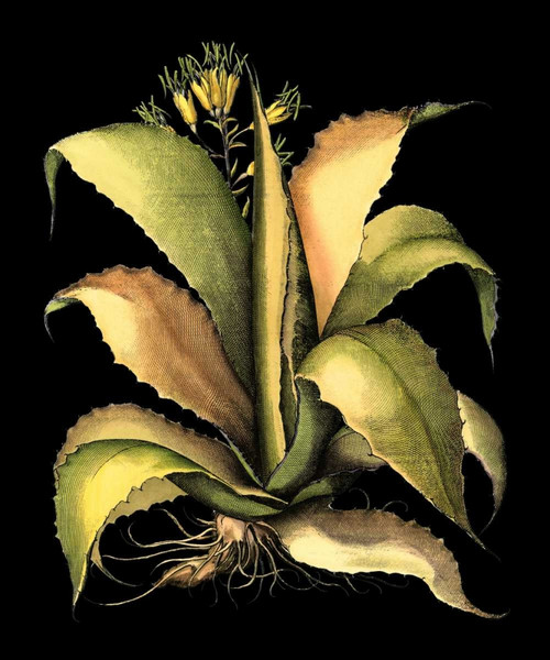 Dramatic Aloe II Poster Print - Basilius Besler